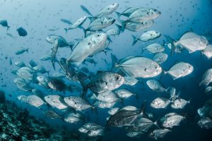 Scopri di più sull'articolo Pesce sostenibile: come riconoscerlo