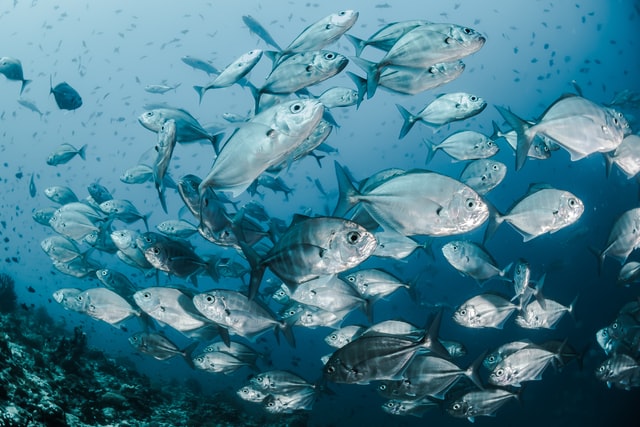 Al momento stai visualizzando Pesce sostenibile: come riconoscerlo